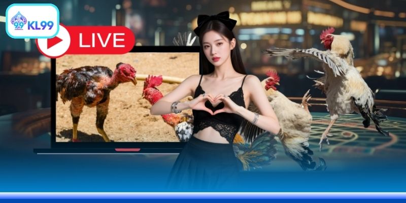 Các cuộc đấu đều sôi nổi, kích thích