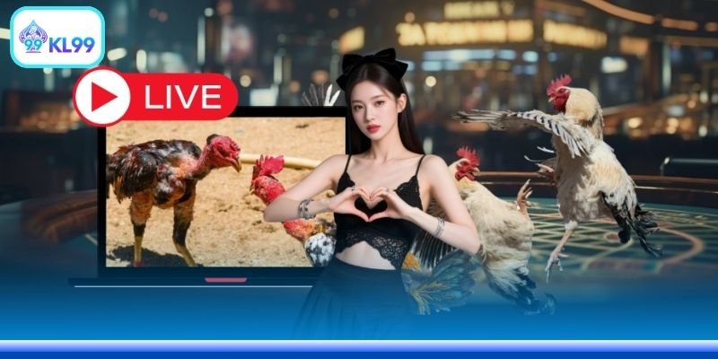Đá gà KL99 trực tiếp từng pha đấu