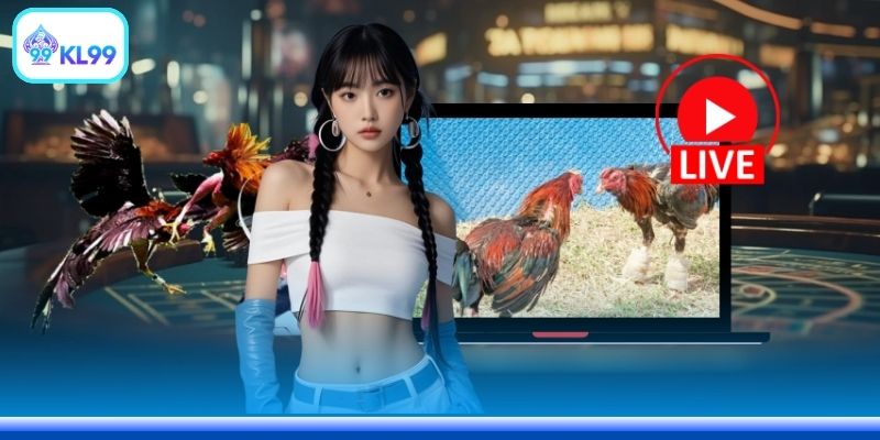 Đá gà Thomo hôm nay trực tiếp là xu hướng