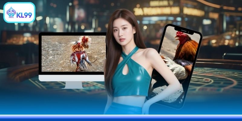 Nhiều kèo cược gà để người chơi lựa chọn